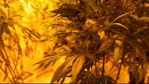 Photo by Marty Otanez 